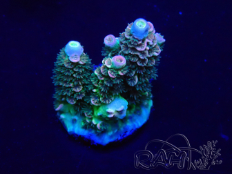 WYSIWYG Acropora Maricoltura acclimatata a LED