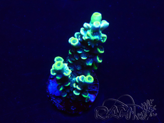 WYSIWYG Acropora Maricultura acclimatata led