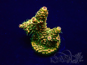 WYSIWYG Acropora Marikultur akklimatisiert LED