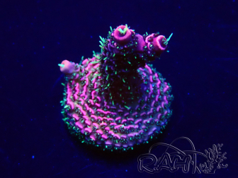 WYSIWYG Acropora Mariculture acclimated LED