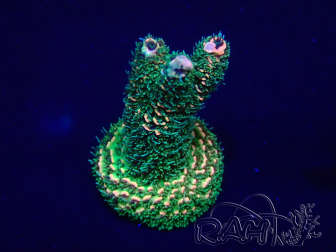 WYSIWYG Acropora Geacclimatiseerde maricultuur LED