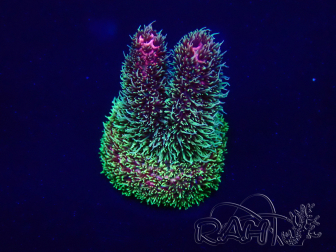 WYSIWYG Acropora millepora 15D7 Mariculture acclimaté led