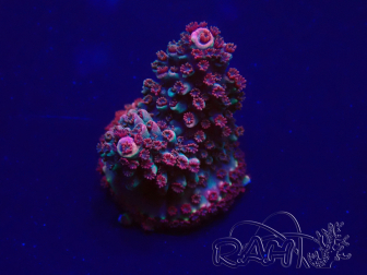 WYSIWYG Acropora Maricoltura acclimatata led