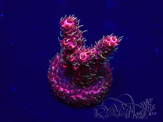WYSIWYG Acropora Maricoltura acclimatata a LED