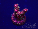 WYSIWYG Acropora Maricultura aclimatada LED
