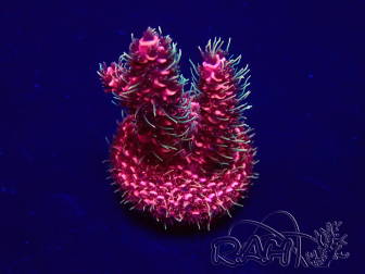 WYSIWYG Acropora millepora 15E1 Mariculture acclimaté led