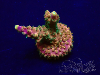 WYSIWYG Acropora Marikultur akklimatisiert LED