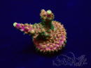 WYSIWYG Acropora 15E2 Maricultura aclimatada LED
