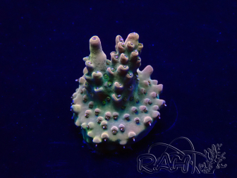 WYSIWYG Acropora Maricultuur geacclimatiseerd LED