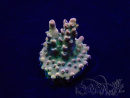 WYSIWYG Acropora 15E3 Mariculture acclimaté led