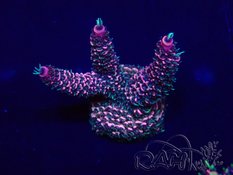 WYSIWYG Acropora millepora 15E4 Mariculture acclimaté led