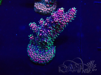 WYSIWYG Acropora millepora Maricoltura acclimatata led