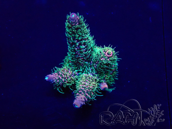 WYSIWYG Acropora millepora 15E6 Mariculture acclimaté led