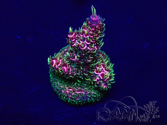 WYSIWYG Acropora Mariculture acclimated LED