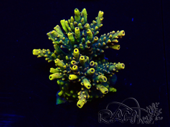 WYSIWYG Acropora akklimatisiert LED