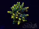 WYSIWYG Acropora 15E9 geacclimatiseerd LED