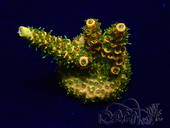WYSIWYG Acropora acclimatata a LED