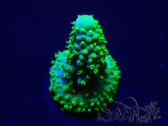 WYSIWYG Acropora Marikultur akklimatisiert LED