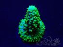 WYSIWYG Acropora Marikultur akklimatisiert LED