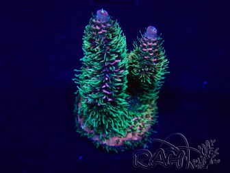 WYSIWYG Acropora Marikultur akklimatisiert LED