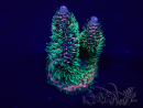 WYSIWYG Acropora 15E12 Mariculture acclimaté led