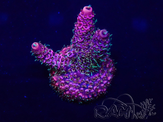 WYSIWYG Acropora acclimatata a LED