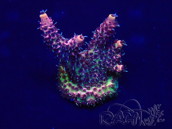 WYSIWYG Acropora 15F3 Mariculture acclimaté led