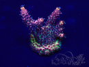 WYSIWYG Acropora 15F3 acclimated LED