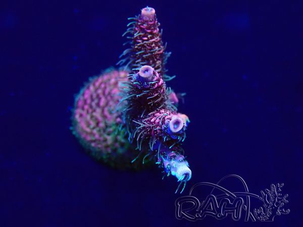WYSIWYG Acropora akklimatisiert LED
