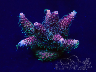 WYSIWYG Acropora acclimated LED