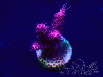 WYSIWYG Acropora 15F6 Mariculture acclimaté led