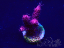 WYSIWYG Acropora 15F6 Mariculture acclimaté led