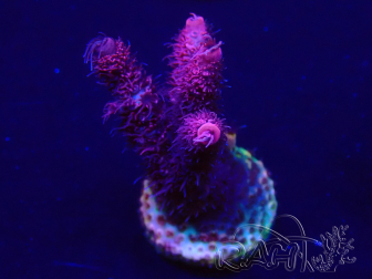 WYSIWYG Acropora Australien akklimatisiert LED