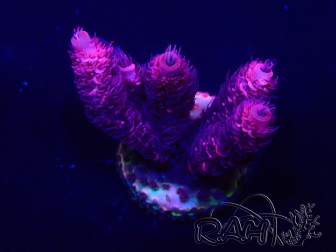 WYSIWYG Acropora millepora 15F8 Mariculture acclimaté led
