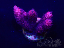 WYSIWYG Acropora Mariculture acclimated LED