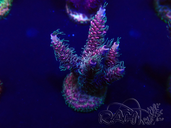 WYSIWYG Acropora Marikultur akklimatisiert LED