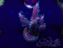 WYSIWYG Acropora tenuis 15F9 Mariculture acclimaté led