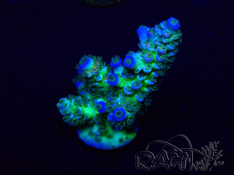 WYSIWYG Acropora Mariculture acclimated LED