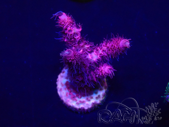 WYSIWYG Acropora Mariculture acclimated LED