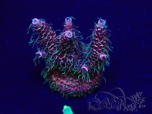 WYSIWYG Acropora 15F12 Mariculture acclimaté led
