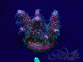 WYSIWYG Acropora Marikultur akklimatisiert LED
