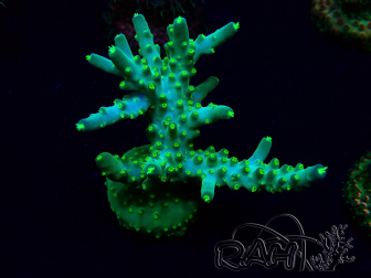 WYSIWYG Acropora acclimatata a LED