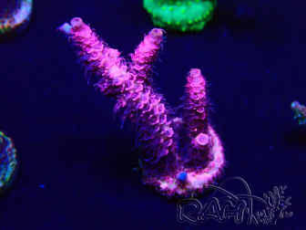 WYSIWYG Acropora Marikultur akklimatisiert LED