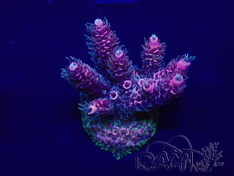 WYSIWYG Acropora 15G3 Mariculture acclimaté led