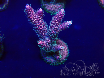 WYSIWYG Acropora acclimated LED