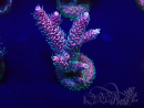 WYSIWYG Acropora acclimated LED