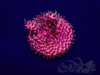 WYSIWYG Acropora acclimatato LED