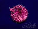 WYSIWYG Acropora acclimatato LED