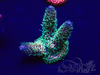 WYSIWYG Acropora akklimatisiert LED