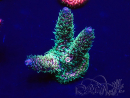 WYSIWYG Acropora akklimatisiert LED